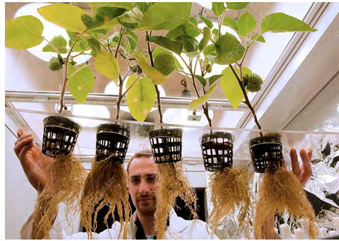 Figure 1: Plant Milking.
