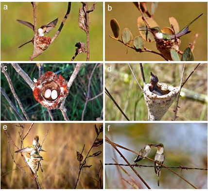 Figure 1: Photographic records with evidence of breeding activities of the Horned Sungem [Heliactin bilophus] obtained by citizen scientists in the Brazilian Cerrado: [a] nest building by an adult; [b] an incubating adult; [c] a nest with two eggs; [d] a downy young in a nest; [e] an adult feeding young in a nest; [f] young being fed by an adult outside the nest. Photo authors: Fernanda Fernandes [a], Mauríllio de Carvalho [b], Fernanda Fernandes [c], Lorenzo Palma [d], Sandra Beatriz Zarur [e], Lorenzo Palma [f].