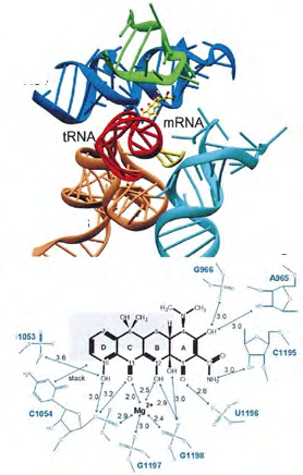 Figure 3: Structure of the 30S ribosomal subunit of T. thermophilus in complex with tetracycline. Top: Ribbon diagram of the structure solved to a resolution of 3.4 Å. Bottom: Primary tetracycline binding site. The antibiotic is shown as a stick figure and binding involves interactions of the ribosome with all four rings of the naphthalene core. The figure was modified from reference [15].