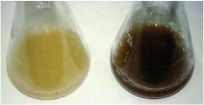 Figure 4: The effect of TetX expression on bacterial growth in presence of tetracycline. Liquid cultures of E. coli W3110, bearing the tetx2 gene on plasmid pDBI grown in the presence of tetracycline, turns the medium black which shows tetracycline degradation. The figure was modified from reference [12].
