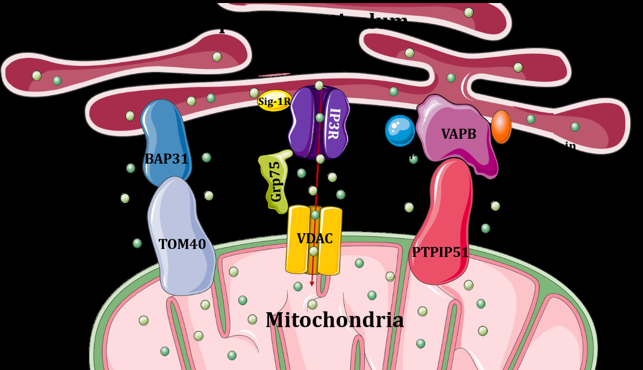 Figure 1: Major protein complexes mediated MAMs tethers in mammalian cells.