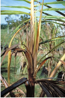 Figure 1: Coconut Bud rot.