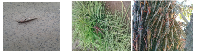 Figure 2: Green adults (a, b) and brown adults (a) of Locusta. migratoria collected at the high density districts of Pakistan.