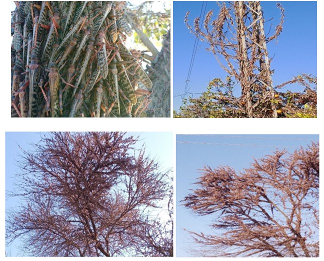 Figure 3: ** Attack of Locusta migratoria in Sind, Bahawalnagar and adjoining areas and infestation on different vegetation type (a) swarms of locust, (b) infestation on epiphyte around electric pole, (c) infested tree citrus after locust attack, (d) citrus tree after locust attack, (e) healthy citrus plant before locust attack (f) locusts fly over sky, (g) citrus tree after locust attack, (h) wheat crop destruction after locust attack (i) completed devastated mustard crop after attack , (J-m) attack in grave yards and mustard crop (n) citrus plant being attacked, (o) Shisham tree at attack, (p) citrus plant at attack (Magnification: 100 X).