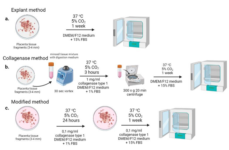 Figure 1: ### PMSC Culture and Growth by Enzymatic Technique