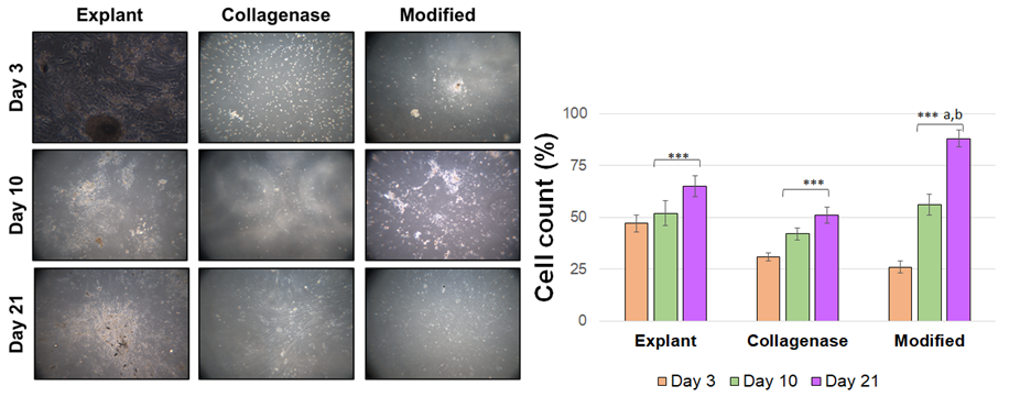 Figure 2: The amounts of cell surface receptors CD44 and CD90 will be evaluated using an immunofluorescence approach to characterize MSC cells [11]. When cells reach a specific size, they are seeded on unique polylysin-coated slides and fixed with 4% paraformaldehyde [12]. After fixation, blocking with PBS containing 1% BSA (Santa Cruz, sc-2323) - washing with PBS - overnight incubation with CD44 (BT Lab, BT-AP01505) and CD 90 (BT Lab, BT-AP01561) primary antibodies - washing with PBS - incubation with FITC (Santa Cruz, sc- 2012) and TR (Santa Cruz, sc-2780) fluorescently labeled secondary antibodies - washing with PBS, respectively, and fluorescence microscope images were obtained.