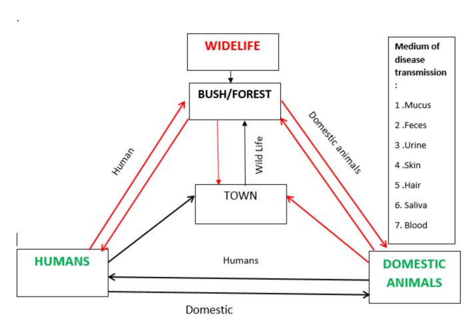 Figure 2: Point of interaction between domestic animals, wildlife, and humans and medium of disease transmission upon contact.