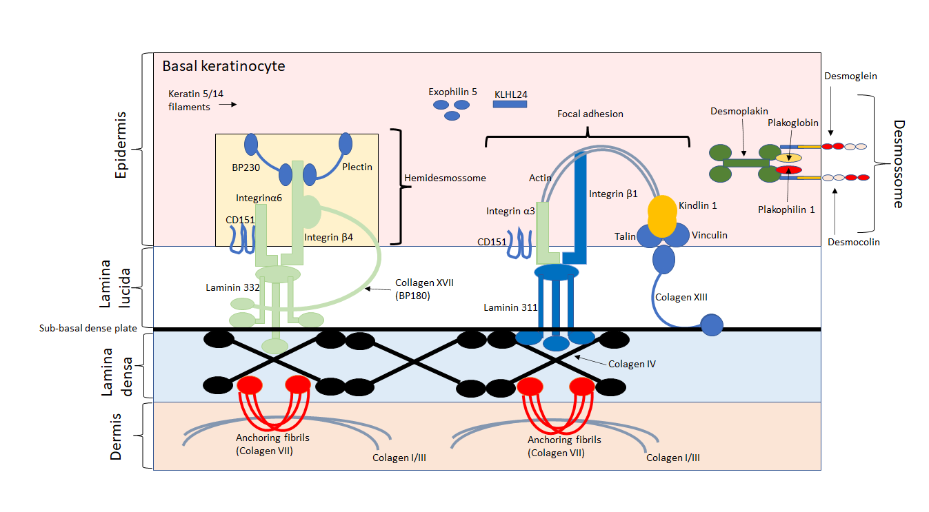 Figure 1: Schematic representation of microscopic organization of cytoskeleton of basal keratinocytes and zone of basement membrane.