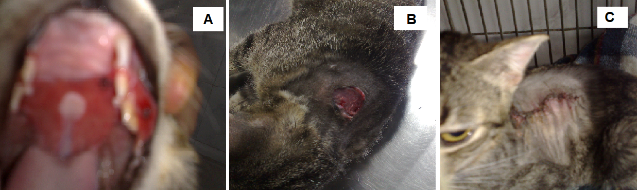 Figure 2: Clinical manifestation of junctional epidermolysis bullosa in Brazilian short hair kitten with 5 months of age. A. Palate ulceration. B. Skin ulcer secondary to physical friction trauma in the dorsal thoracic region. C. Skin suture in the left thoracic region after self-inflicted trauma. Font: Errante, et al. [14].