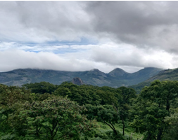 Figure 3: Tropical Evergreen Forests.