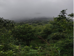 Figure 6: Keeriparai Forest Range.