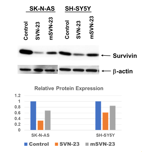 Figure 4: SK-N-AS and SH-SY5Y neuroblastoma cells were treated with 10μm SVN-23 and mSVN-23 oligonucleotides and subjected to Western blotting with antibody against Survivin and β-actin. Survivin expression was downregulated in both cell lines when treated with SVN-23 oligonucleotide (lane 2 & 5 from left, upper-panel). Relative survivin protein expression normalized with β-actin were shown (lower-panel).