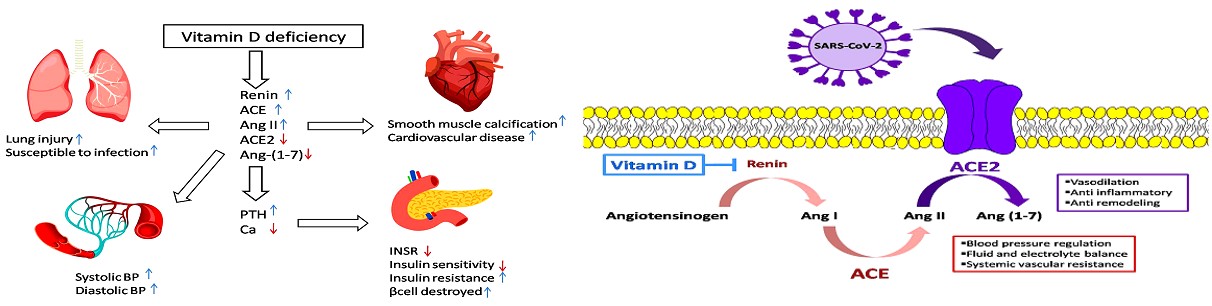 Figure 3: (a) Complications of decreased vitamin D levels in the body in the face of COVID-19 virus b) The activity of renin- angiotensin system through inhibition of renin of vitamin D [12, 51].