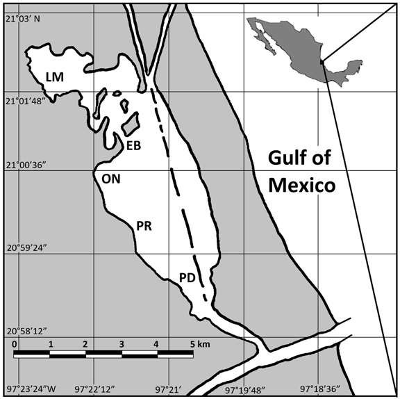 Figure 1: Geographical location of the study area, Tampamachoco Lagoon, Veracruz, Mexico. Fish collection sites are indicated: LM: Laguna de Martínez (P); EB: El Boquerón (E); ON: Oro Negro (SE); PR: Punta Rica (E): PD: Paso Daniel (SE). P = Protected; E = Exposed; SE = Semi-Exposed.