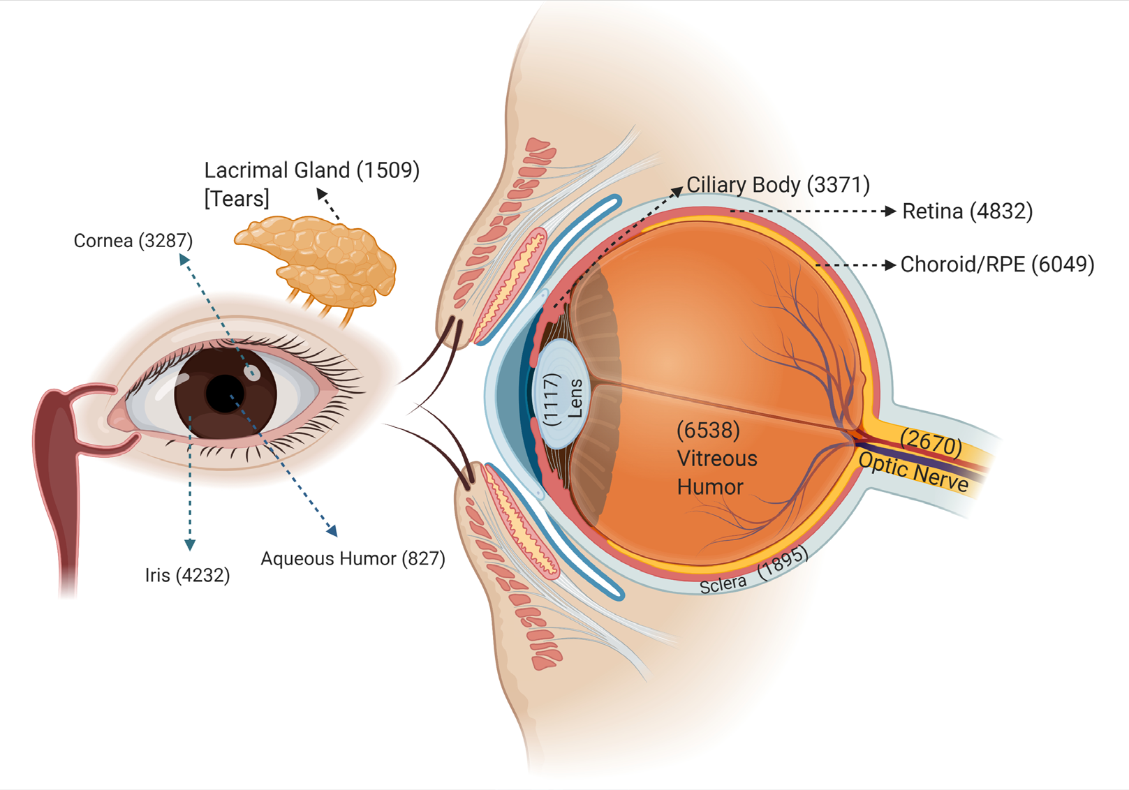 Figure 1: Schematic diagram of the human eye with the number of nonredundant proteins identified in various tissues and biofluids.