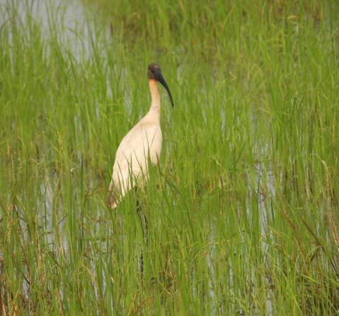 Figure 3: Black headed Ibis.