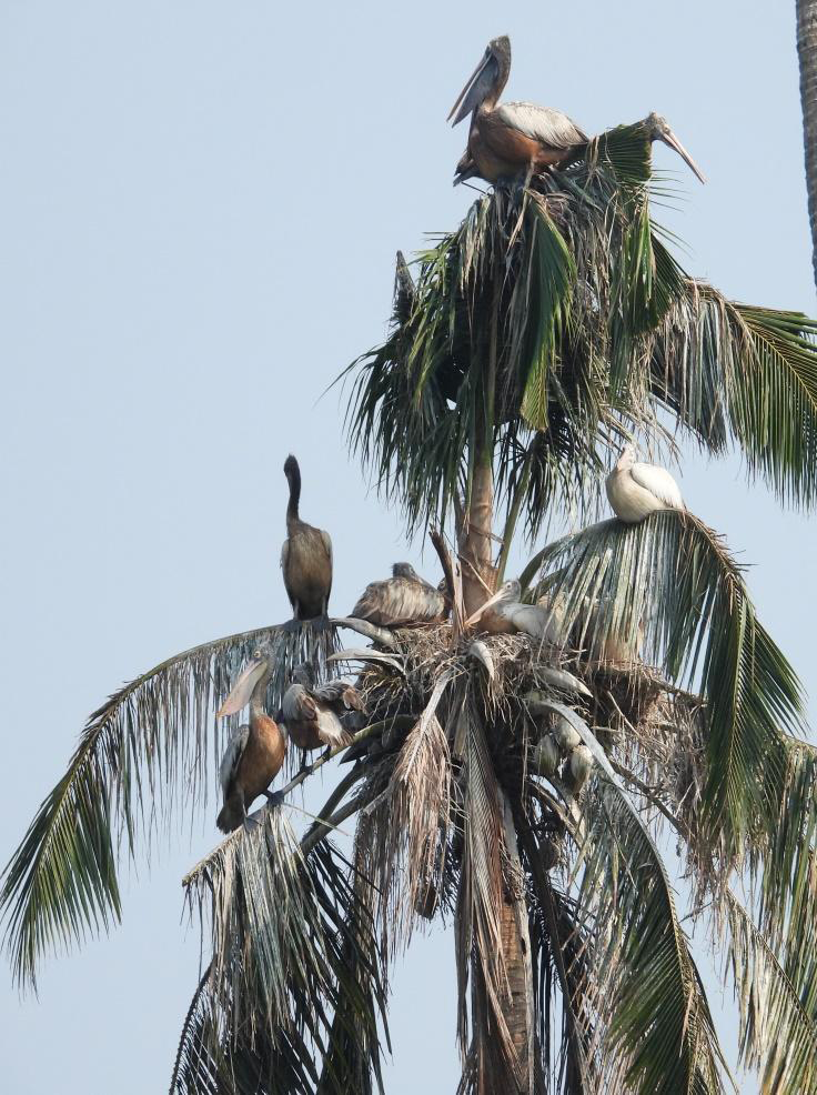 Figure 4: Nest of Spot-billed Pelican.