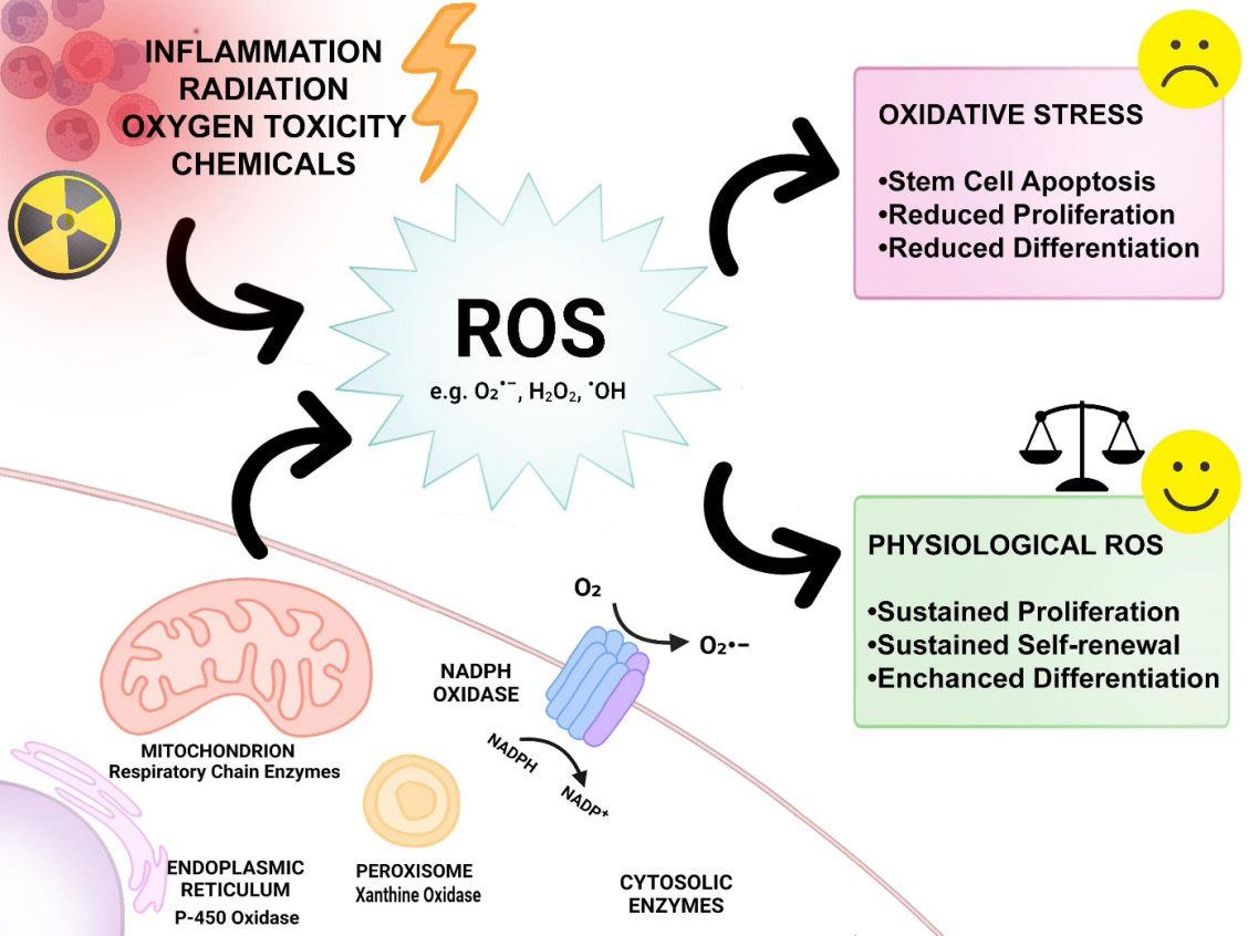 Figure 3: However, it has been shown that in addition to acting as second messengers in intracellular signaling that regulates cell functions including cell proliferation, differentiation, survival, and apoptosis, ROS can act as a antimicrobial agent when overproduced. There is strong evidence that excessive ROS production can contribute to cell and tissue damage as well as chronic inflammation, as they are involved in inflammatory events such as increased vascular permeability, leukocyte extravasation, phagocytosis, respiratory burst, and angiogenesis [47].