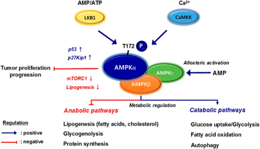 Figure 2: The role of AMPK in cancer cells [24].