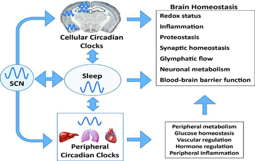 Figure 4: Effects of our central and peripheral clock on our cells [44].