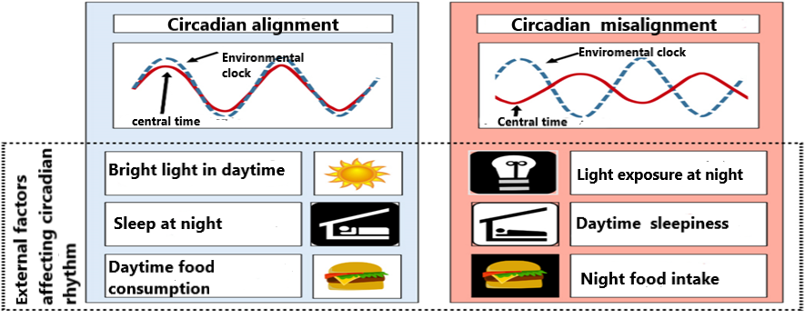 Figure 5: External factors in the circadian rhythm [35].