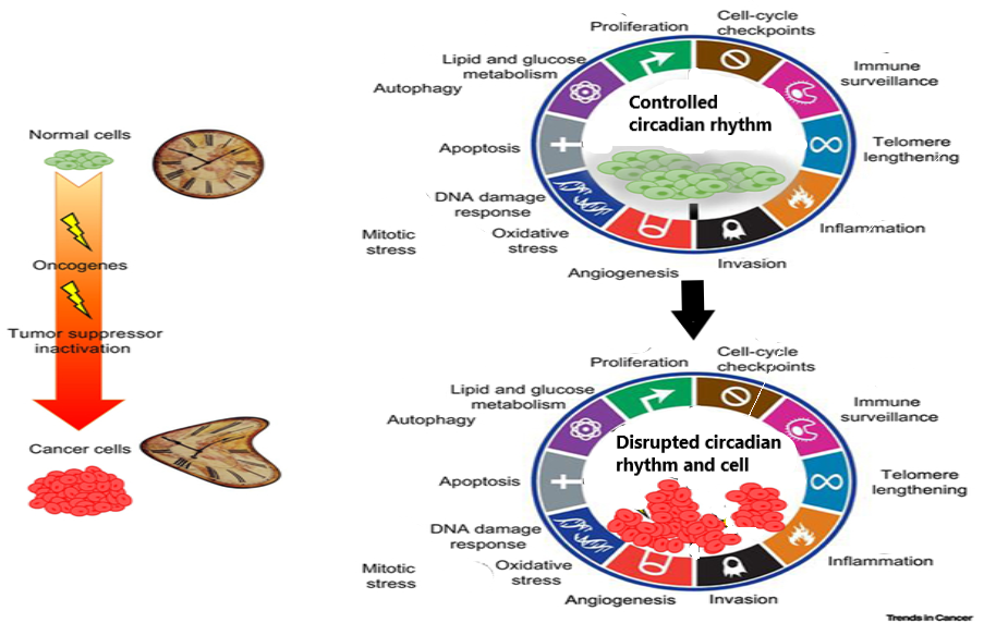 Figure 6: Disruption of circadian rhythm and results on cancer cells [47].