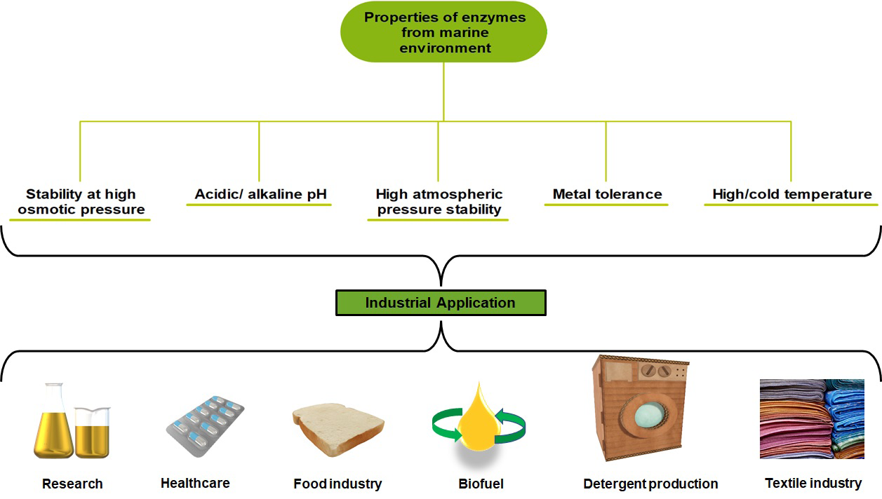 Figure 1: Properties and application of enzymes from marine bacteria.