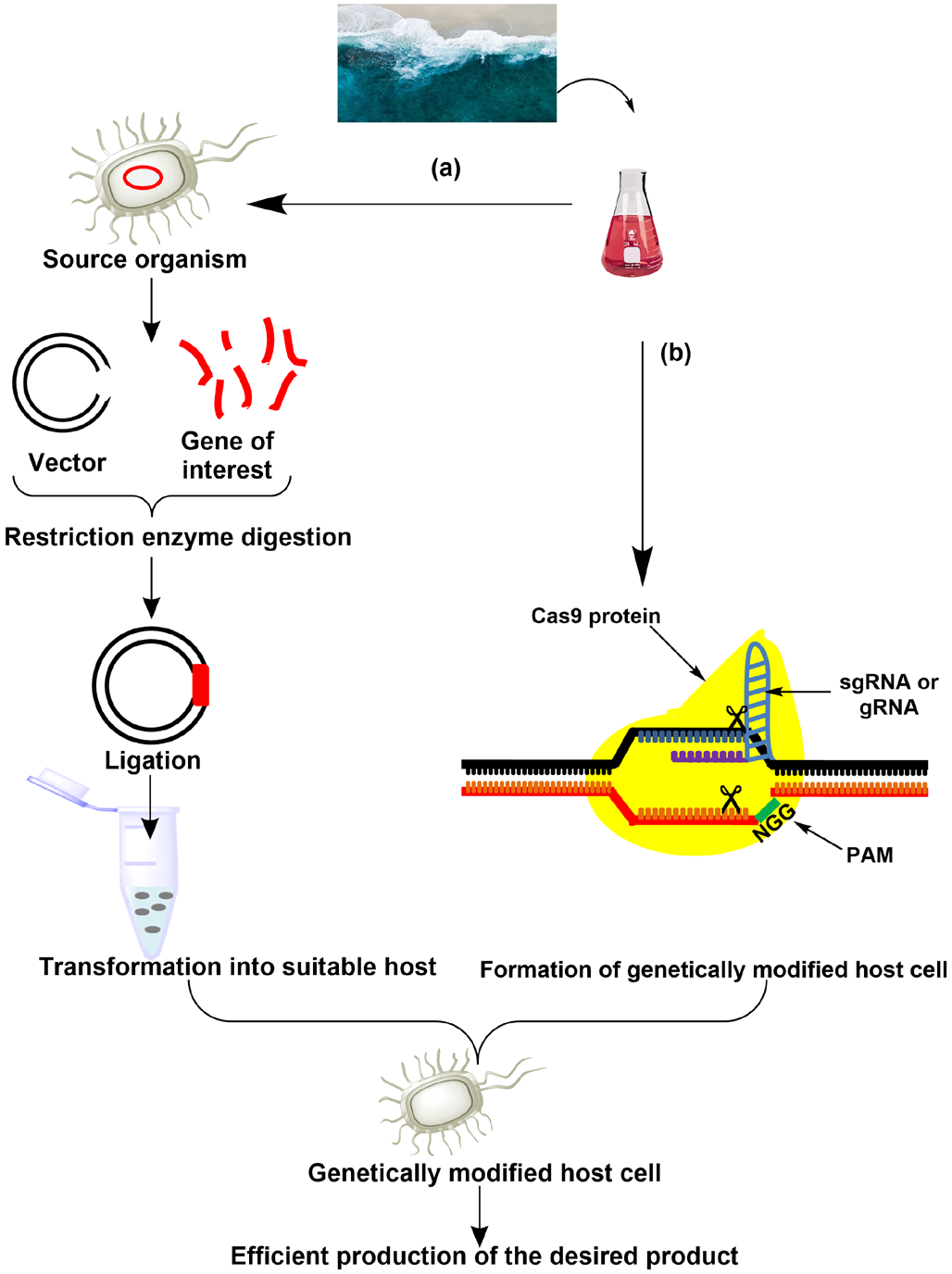 Figure 2: Genetic engineering approaches: (a) heterologous gene expression i.e., the expression of the desired gene into a non-native host using recombinant DNA technology. (b) CRISP/Cas9 mediated gene modification which employs the use of Cas9 nuclease enzyme complexed with gRNA to mediate double stranded DNA breaks at the desired site of genome allowing existing genes to be removed or new genes to be added.