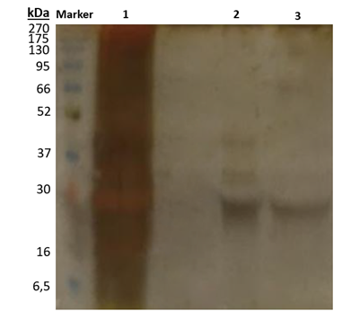 Figure 1: Accordingly, an intense band around 28 kDa and some unwanted protein bands were observed on the gel. Studies that use plants as PPO source in the literature have shown that the molecular weight of PPO enzymes vary between 27 and 144 kDa. While PPO enzymes were observed as a single band on the gel in most of these studies, more than one band could also be seen in some of them due to the presence of different PPO isoforms [3]. The examples of PPO enzymes whose molecular weight has been reported include 26-36 kDa for potato PPPO [8], 51.3 kDa for broccoli PPO [41], 57.5 kDa for green bean PPO [42], 80.6 kDa for borage PPO [43] and 53, 112 and 144 kDa for mango PPO [44-46].