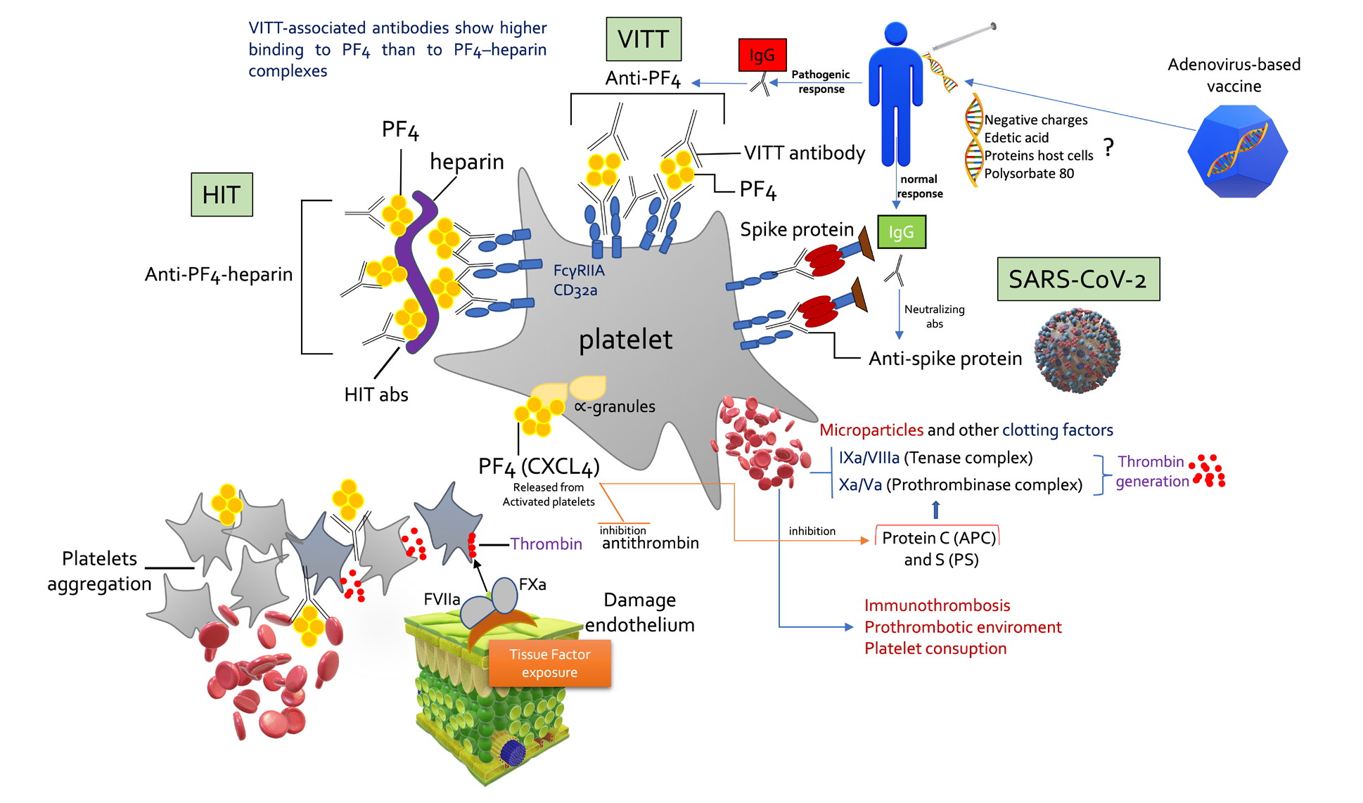 Figure 1: Platelet Activation involving PF4 (Platelet Factor 4).