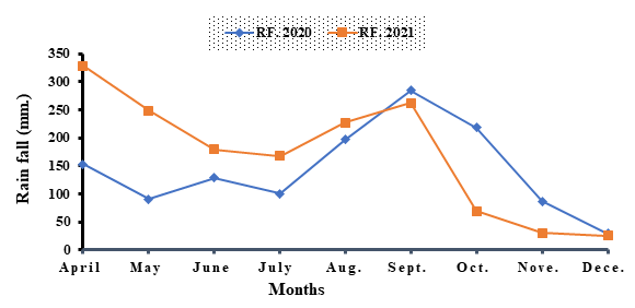 Figure 1: Mean monthly rainfall at Jejebicho Kebele of Sankura Wereda in 2020 and 2021 cropping season Effect of phosphorus fertilizer rate and row spacing on the growth, yield components and yield of mung bean at Jejebicho research station in Sankura Wereda. **Plant** **Height:** application of phosphorus fertilizer significantly affected plant height of mung bean on both 2020 cropping season at Jejebicho research station. The tallest plant was measured from 60kg P ha-1 while the shortest plant was recoded from the control (nil) phosphorus Table 4. This might be due to the reason that soil had no enough P level and higher doses of P from 0-60kgha-1 was effective in increasing plant height. This may due to the competition between plants for sun light, water, nutrients and space at closer spacing which encouraged self-thinning of branches and enhanced vertical growth rather than horizontal growth. These results were in lined with Ahmed et al. [26], the highest plant height was recorded where P was applied at the rate of 60 kgha-1 over the control plots. This study was also supported by Ali, et al. [27] who observed significant higher plant height in mung bean crop when fertilized at the rate of 100 kg ha-1 phosphorus. Similarly supported by Bonepally, et al. Thavaprakaash & Siddaraju, et al. [28-30], they reported that the increased in plant height (cm) was due to increased trend with closer spacing or crop arrangements. This may due to the presence of higher intraspecific competition in closer intra-row spacing than other treatment. **Branches number per plant:** numbers of branches per plant were significantly increased by fertilizer application over control for both cropping year Table 4. Maximum number of branches per plant (8.20) were recorded in plots where P fertilizers were applied at 60 kgha-1 each in 2020 cropping season over the control. Lowest number of branches per plant in control plots may be due to low nutrient supply that is not enough for a good sprouting of branches in such plants. However, the maximum branch number (8.74) was recorded from where plots receive 40kg of P ha-1 on 2021 cropping season. All other rates of P produced statistically same number of branches per plant (i.e., 7.87, 7.94 and 8.03) Table 4. Row spacing non-significantly affected both plant height and branch number. This may be due to spacing governed by fertilizer application to sprouting different number of branches across different level of phosphorus. These results were in full agreement with those obtained by Tariq, et al. Hussain, et al. Ahmed, et al. [26,31,32]; who reported that the number of pods bearing branches Plant-1 was significantly increased by potassium applications in mung bean. Increase number of branches plant-1 in mung bean was also reported by Akhtar, et al., Ali, et al. & Fatima, et al. [33-35], their findings were supported this research work. Similar finding was also reported by Siddaraju, et al. [30], revealed that the maximum number of branches per plant was recorded at harvest in those plots which are treated with 10 cm intra row spacing and 40kgha-1 phosphorus. **Branch Number Plant****-1****:** branch number was also significantly affected by the interaction effects of row spacing with different level of phosphorus fertilizer. The highest number of branches per plant (8.55) was counted from 40kg P ha-1 and 15cm intra row spacing Table 5. This study was supported, by experimental results of Khan, et al. & Mathur, et al. [36,37] they reported the maximum grain yield was obtained from 45kgha-1 P with 40cm x10cm row spacing that Khan, et al., Shabbir & Kalita [13,38,39], concluded that application of 60 kg P ha-1 significantly increased the number of branches per plant. The highest number of branch plant-1 might have been possible due to more vigor and strength attained by the plants as a result of better photosynthetic activities with sufficient availability of light, spacing between the plants and supply of nutrients in balanced quantity to the plants at growing stages.