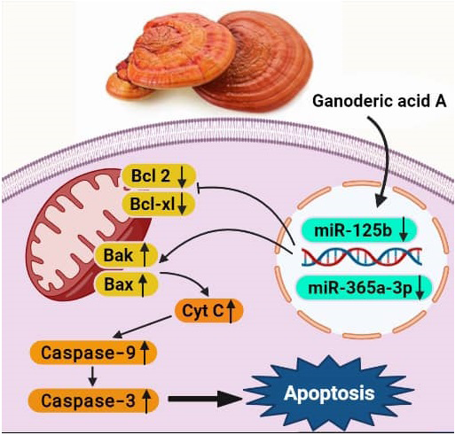 Figure 6: Induction of apoptosis by ganodric acid. Treatment with ganodric acid reduced the expression of miR‐125b and miR‐365a-3p and thus increased apoptosis.