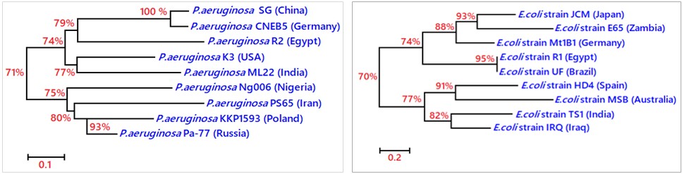 Figure 4: Phylogenetic tree pf identified bacterial strains (A- E. coli & B- P. aeruginosa) and related strains published in GenBank based on 16S rRNA gene sequences.