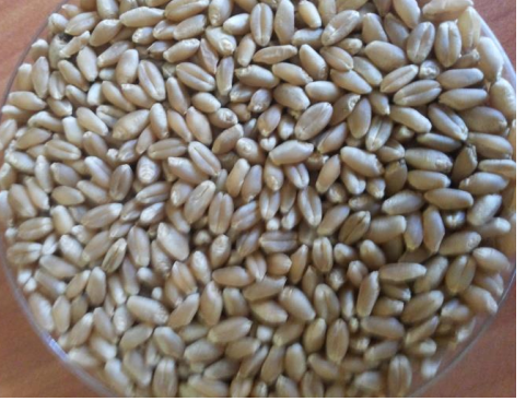 Figure 1: the performance of Shaki variety and seed.