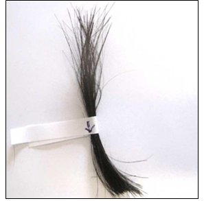 Figure 2: Dark brown tuft of hair (200 mg) for a total length of 3 cm.