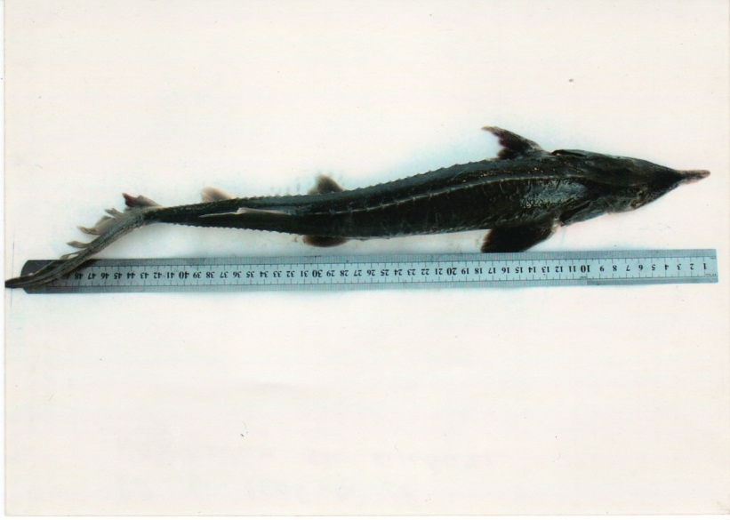 Figure 1: _Acipenser stellatus._