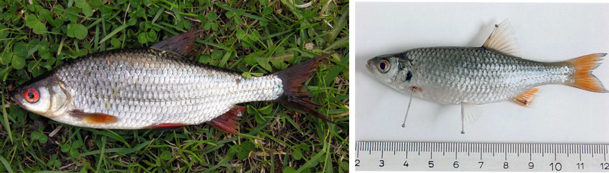 Figure 2: _Rutilus rutilus caspicus._