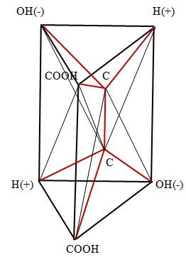 Figure 4: Spatial structure of the L-wine acid.