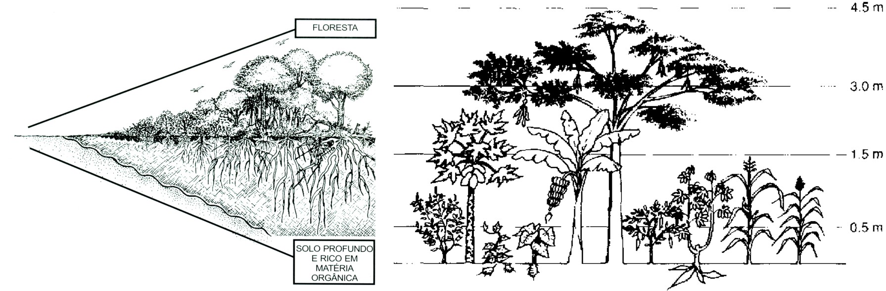 Figure 2: The dynamics of clearings and ecological succession (a) should be incorporated as guiding principles of policies and programs to promote sustainable production systems with the intentional use of agroforestry strata (b).