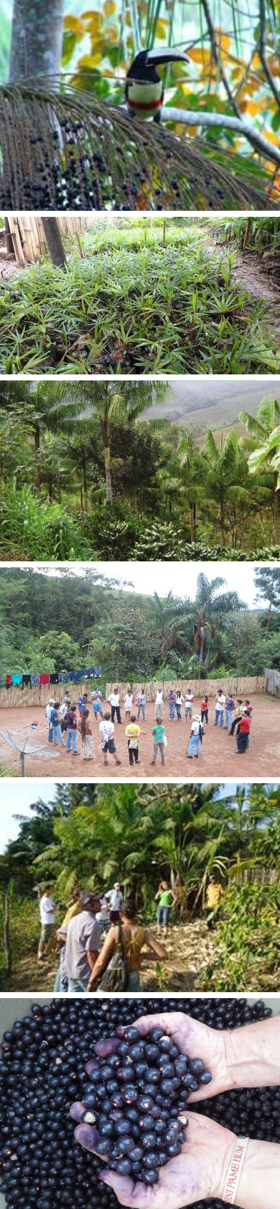 Figure 4: ** Social context associated with the planting and management of Juçara Palm in the production of seedlings (a), agroforestry systems (b), protecting biodiversity (c), involving the community (d), with exchanges (e) and production of açaí (f).