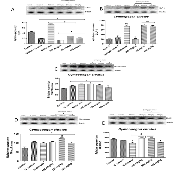 Figure 2: Qualitative-PCR analysis of pancreas Takeda G protein-coupled receptor 5 (TGR5), Glucose-like peptide-1 (GLP-1, peroxisome proliferator-activated receptor gamma (PPAR-γ), glucokinase and glucose transporter 2 (GLUT2) mRNA expression in the pancreas of C. citratus administered diabetic rats. Snapshot representation of RT-PCR after chain reaction-agarose gel electrophoresis was carried followed by densitometric analysis. ‘r’ represents a significant difference relative to control, ‘s’ represents a significant difference relative to diabetic control, ‘t’ represents a significant difference relative to metformin at p<0.05.