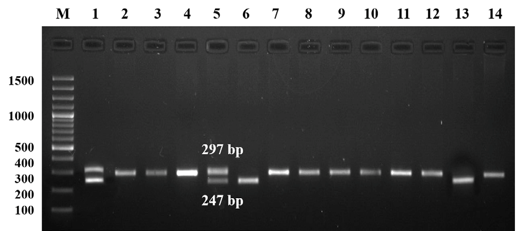 Figure 1: Genotypes of SOD1 50bp Indel polymorphism in diabetic patients and healthy individuals. Lane 1 showed 100bp DNA marker, lane 1,5 showed heterozygous I/D genotype, lane 2-4,7-12,14 showed homozygous wildtype I/I genotype and lane 6,13 represented homozygous mutant D/D genotype.