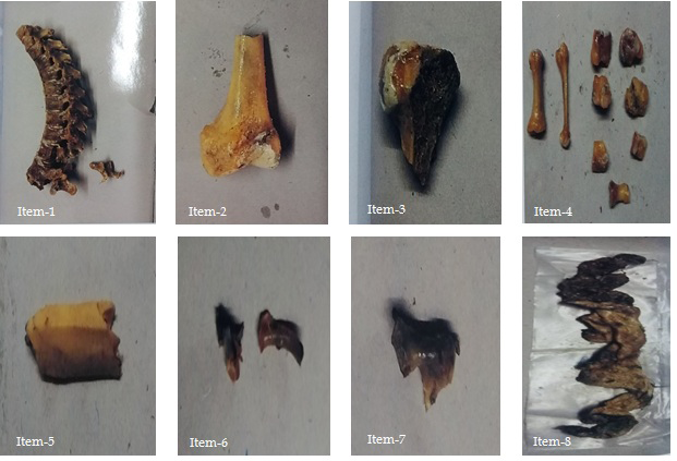 Figure 1: Skeletal remains retrieved from seabed.