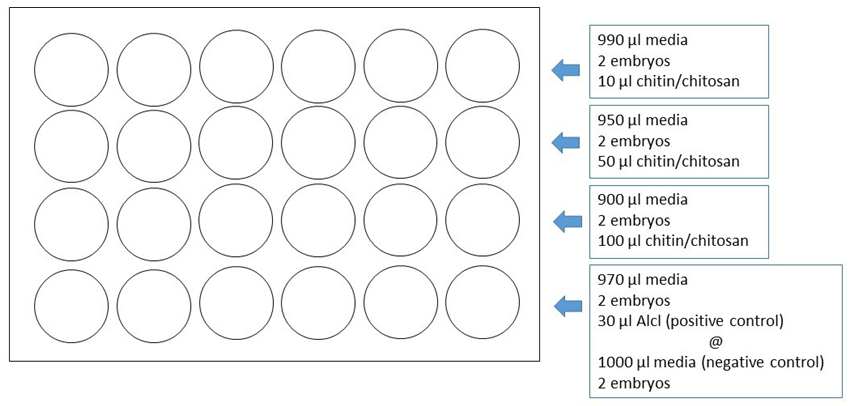 Figure 1: The zebrafish embryos and solutions on 24-well plate. A total of 12 larvae involved in the replicate experiment of five replication exposures.