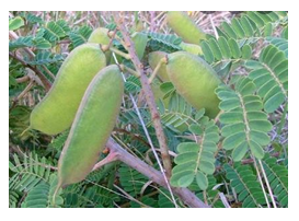 Figure 1: Caesalipinia decapelata pods.