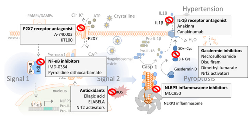 Figure 3: Courtesy ref no-79-Activation of the inflammasome and pyroptosis induce hypertension. In the first step of the inflammasome activation, pathogen-associated molecular patterns (PAMPs) and damage-associated molecular patterns (DAMPs) stimulate toll-like receptors (TLR) and the translocation of nuclear factor kappa B (NF-κB) to the cell nucleus, which, in turn, increases the transcription of the nucleotide-binding domain, leucine-rich-containing (NLR) family pyrin domain containing 3 (NLRP3) inflammasome sensor, its posttranscriptional modification, and expression of pro-interleukin (IL)-1β and pro-IL-18. The second signal such as crystalline particles or P2X purinergic receptor 7 (P2 × 7) activation via ATP induces the oligomerization of the NLRP3 inflammasome complex which leads to the activation of caspase-1. Caspase-1 cleaves gasdermin D and converts pro-IL-1β and pro-IL-18 into mature IL-1β and IL-18. Pyroptosis occurs by the insertion of the N-terminal fragment of gasdermin D into the plasma membrane, creating oligomeric pores and allowing for the release of pro- inflammatory cytokines such as IL-1β and IL-18 to the extracellular space. Pore formation also induces water influx into the cell, cell swelling, and osmotic cell lysis which induce further inflammation and hypertension by releasing more inflammatory products from the intracellular space. HMGB1: high mobility group box 1; IκB: inhibitor of κB; LDH: lactate dehydrogenase.