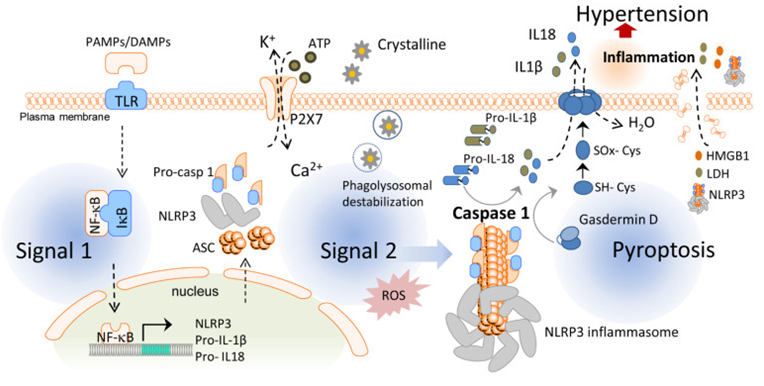 Figure 4: Role of NLRP3 in PE. Performance of an in vitro human placental explant experiment that were treated with cholesterol crystals illustrated escalation of the liberation of IL-1β considerably significantly along with was repressed by MCC950 treatment [61]. Negi, et al. [67], documented that allopurinol, a xanthine oxidase hampering agent that hampers uric acid along with Reactive oxygen species (ROS) generation possessed the capacity of hampering significantly the trophoblastic liberation of IL-1β along with caspase 1 activity. Hence utilization of allopurinol might be possible for avoidance of placental impairment besides inimical pregnancy results like PE. Furthermore, Matias, et al. [68], along with Park, et al. [69], observed that anti-oxidants like resveratrol along with N-acetyl cysteine possessed the capacity of hampering the expression of NLRP3 protein along with caspase 1 activation in trophoblast cells. Thus they might reflect appropriate therapeutic approaches regarding the treatment ways for therapy of inflammation correlated pregnancy complications.