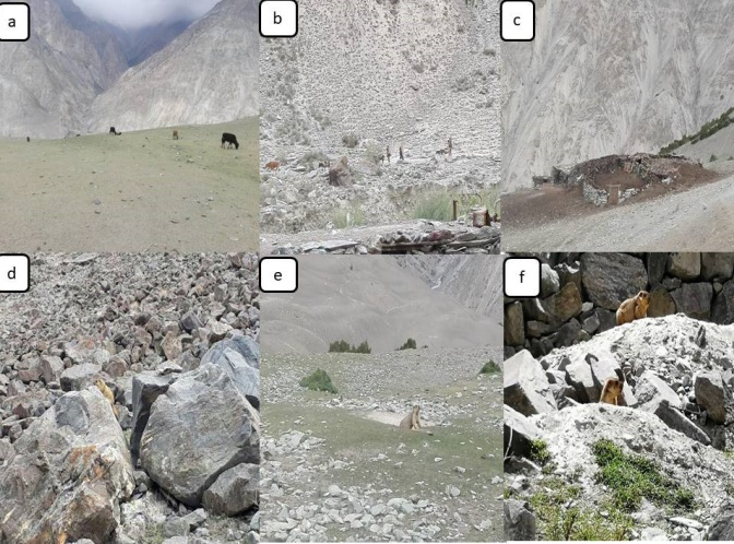 Figure 2: Total activity patterns of marmots in high or low disturbance sites (a-b) denoted foraging activity and in black solid line (a-b) shows daily activities of marmots above ground for pup burrows and solid line.