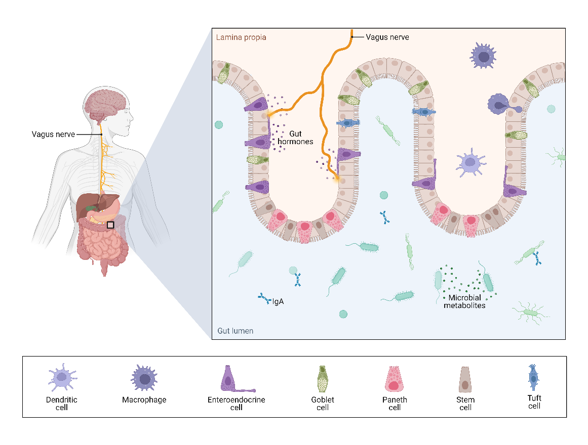 Figure 4: Visual diagram of vagal stimulation increasing the production of gut hormones.