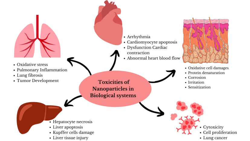 Figure 1: Toxicities of nanomaterials in biological system.
